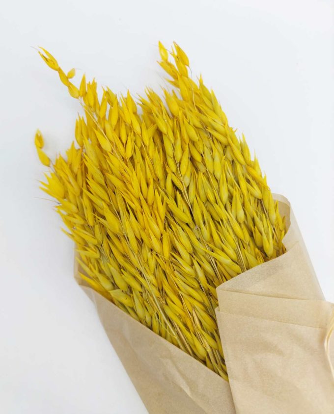 Dried Yellow Oats Bunch