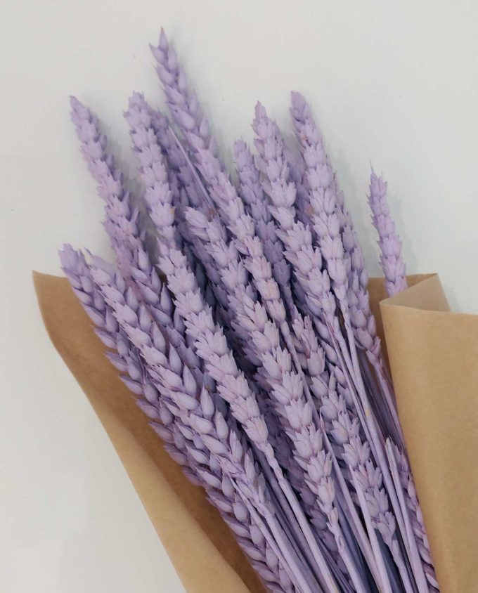 Dried Lilac Wheat Bunch