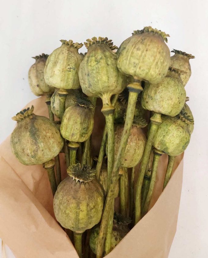 Dried Green Papaver Bunch