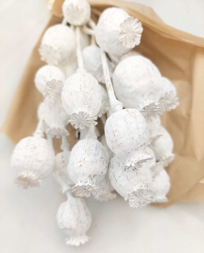 Dried White Papaver Bunch