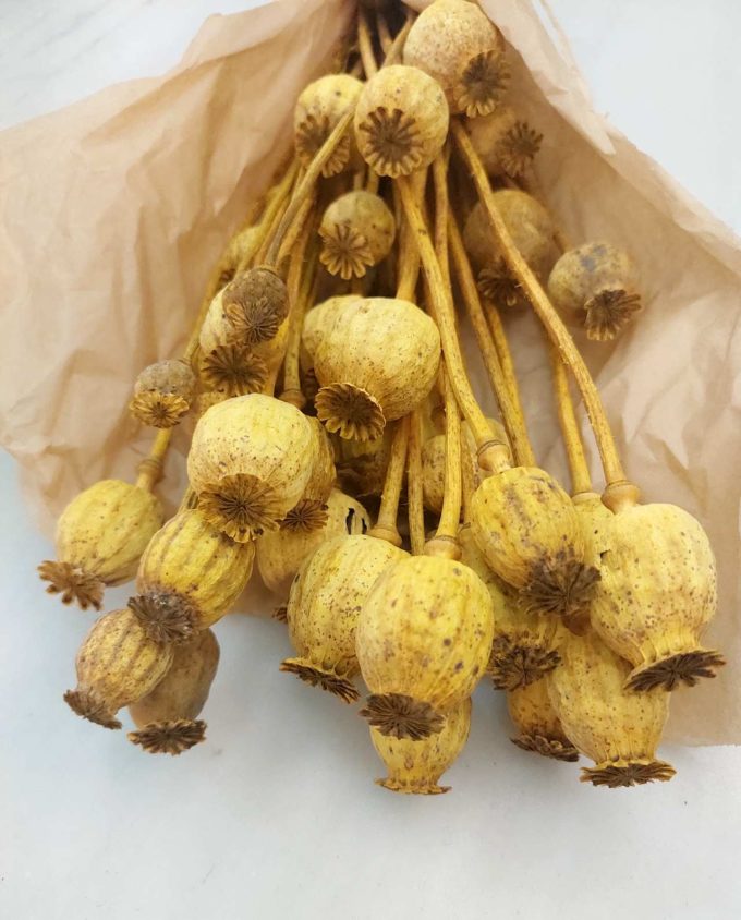 Dried Yellow Papaver Bunch