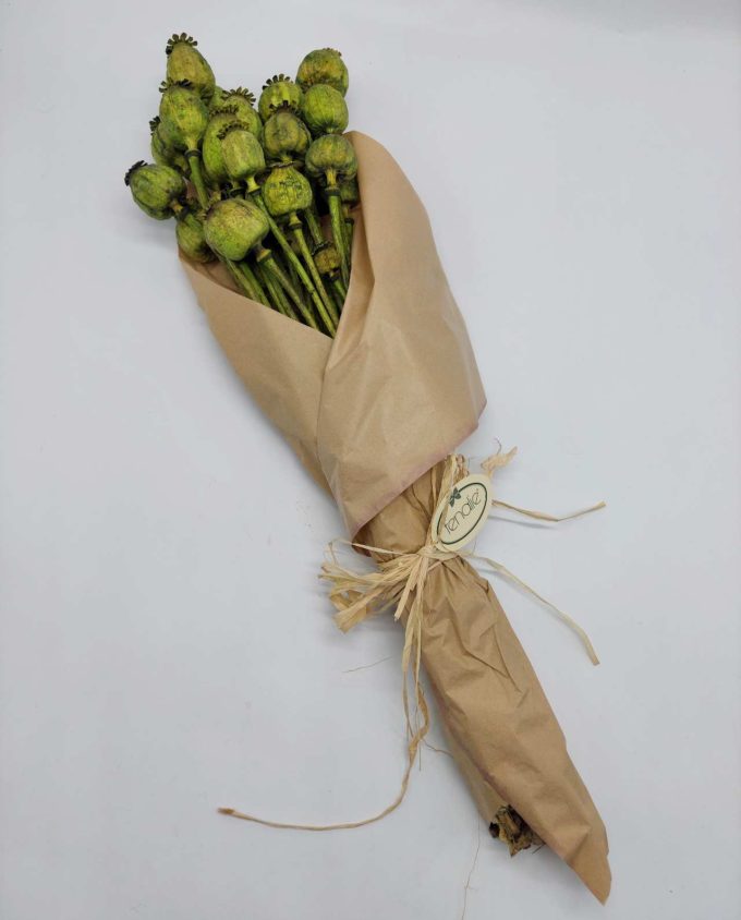 Dried Green Papaver Bunch