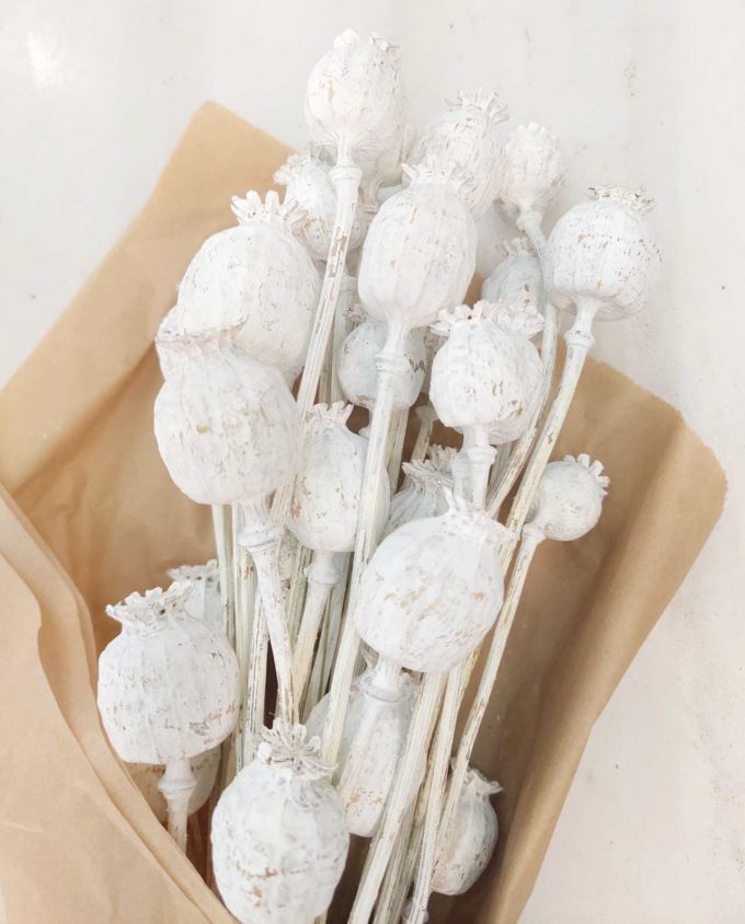 Dried White Papaver Bunch