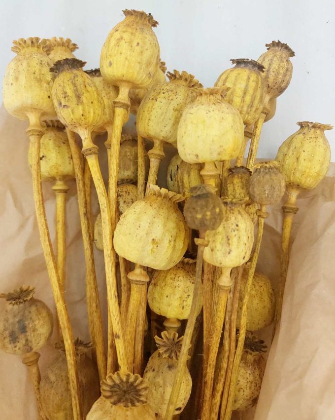 Dried Yellow Papaver Bunch