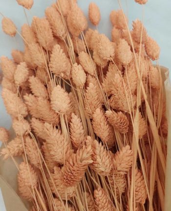 Dried Coral Phalaris Bunch