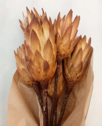 Dried Protea Bunch