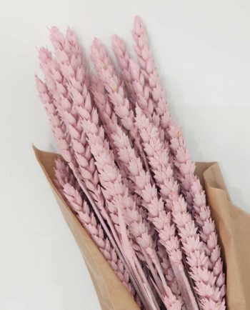 Dried Light Pink Wheat Bunch