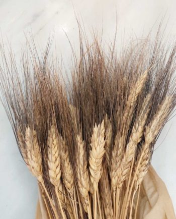 Dried Natural Durum Wheat Bunch