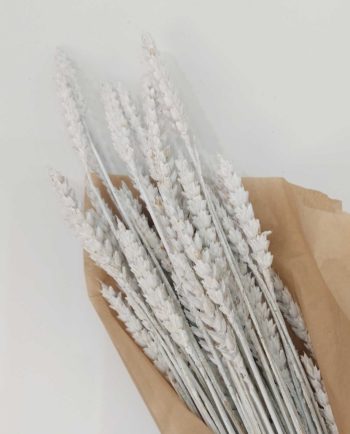 Dried White Wheat Bunch