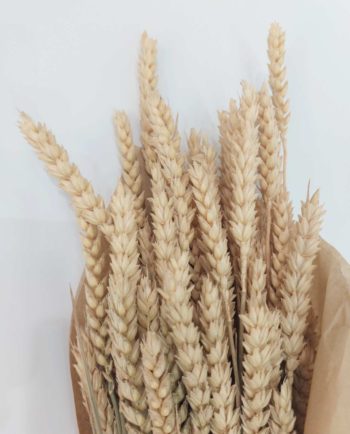 Dried Natural Wheat Bunch