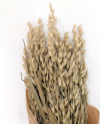 Dried Natural Oats Bunch