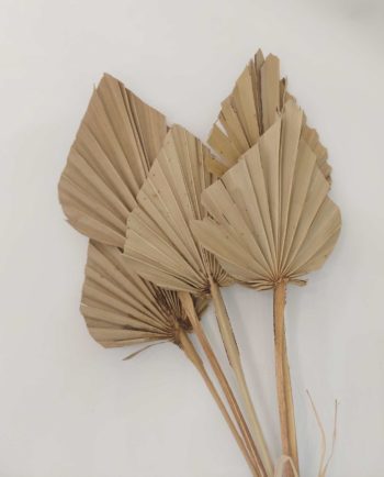 Dried Natural Palmspear Bunch 5 Pieces