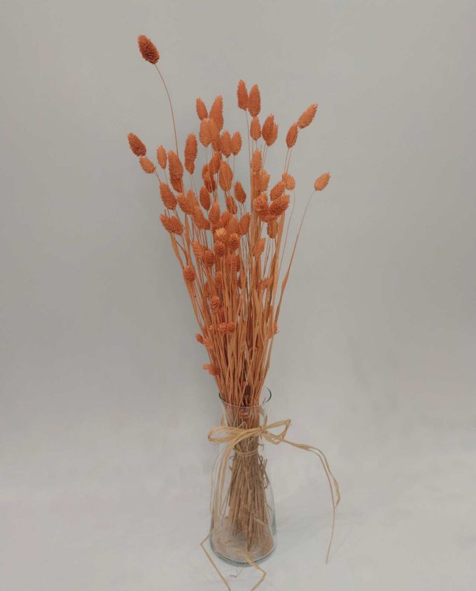 Dried Coral Phalaris Bunch