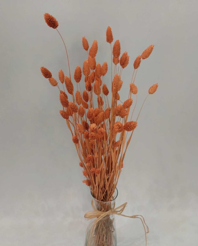 Dried Coral Phalaris Bunch
