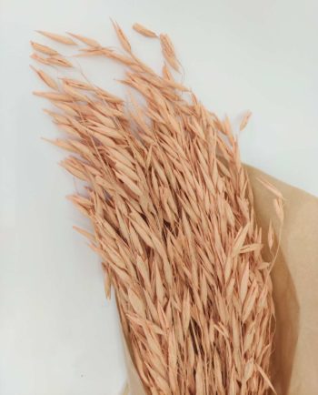 Dried phalaris coral color