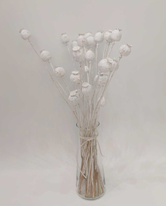 Dried White Papaver Bunch