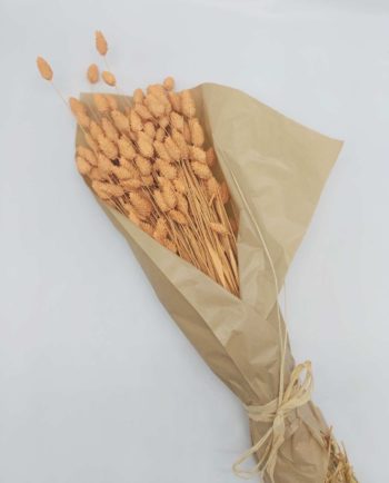 Dried Salmon Pink Phalaris Bunch