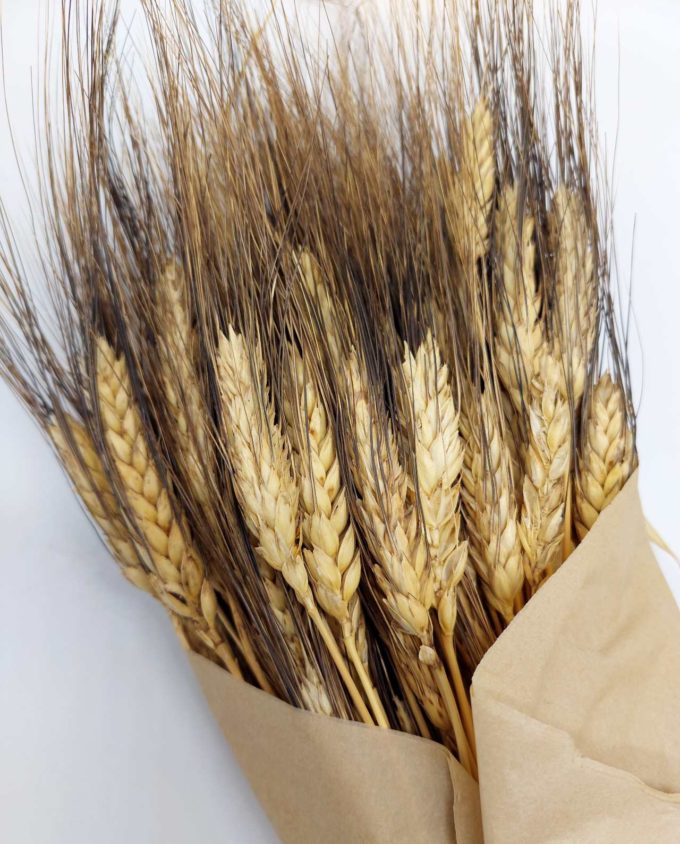 Dried Natural Durum Wheat Bunch