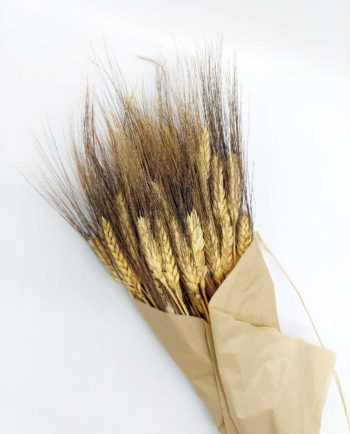 Dried Natural Durum Wheat Bunch