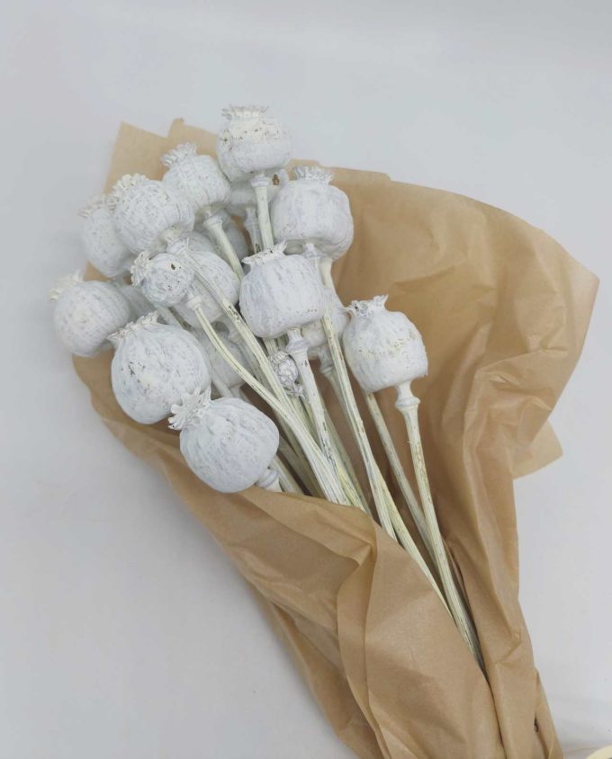 Dried White Papaver Bunch