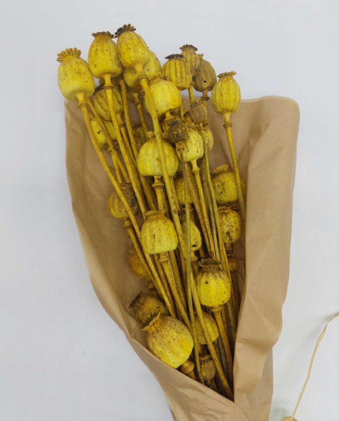 Dried Yellow Papaver Bunch