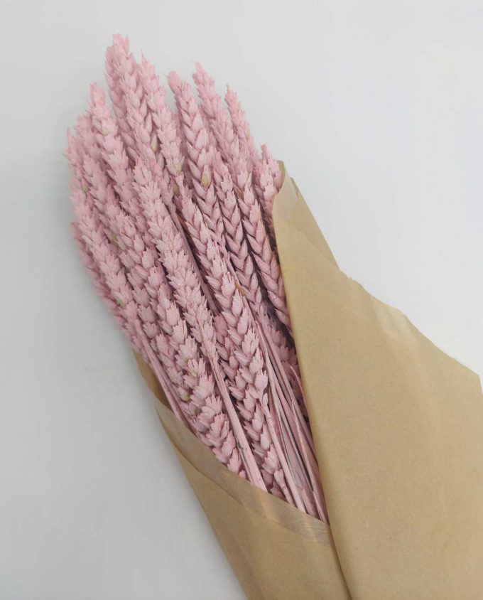 Dried Light Pink Wheat Bunch