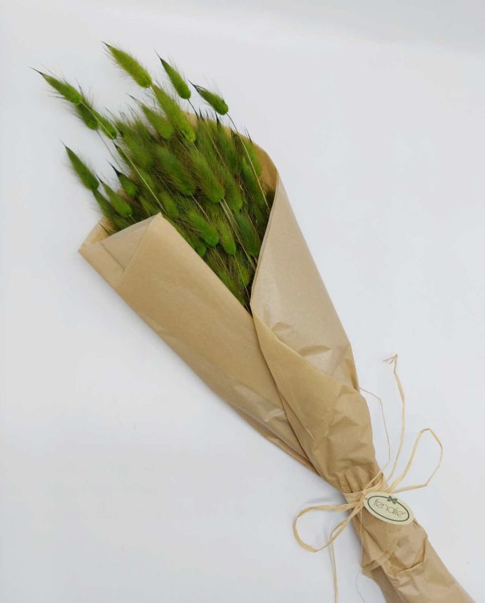 Dried Green Lagurus Bunch