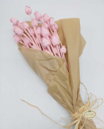 Dried Light Pink Papaver Bunch
