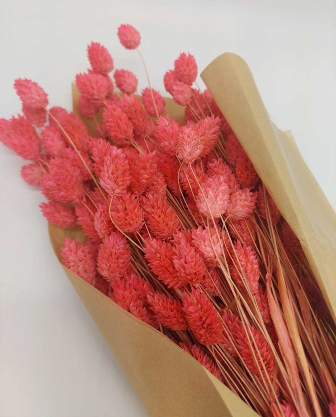 Dried Magenta Pink Phalaris Bunch
