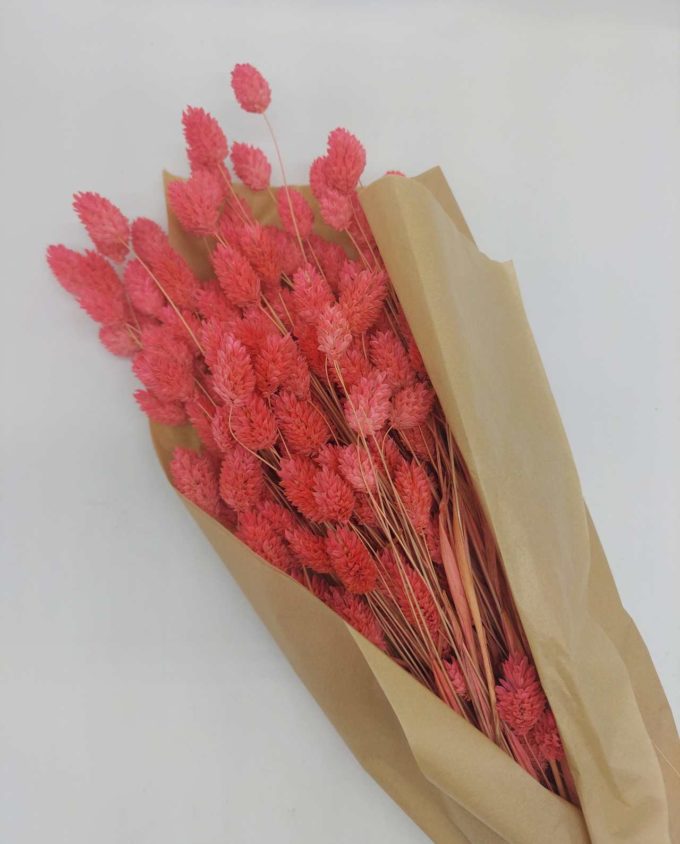 Dried Magenta Pink Phalaris Bunch