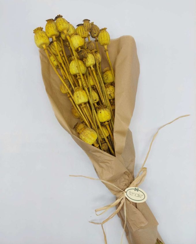 Dried Yellow Papaver Bunch