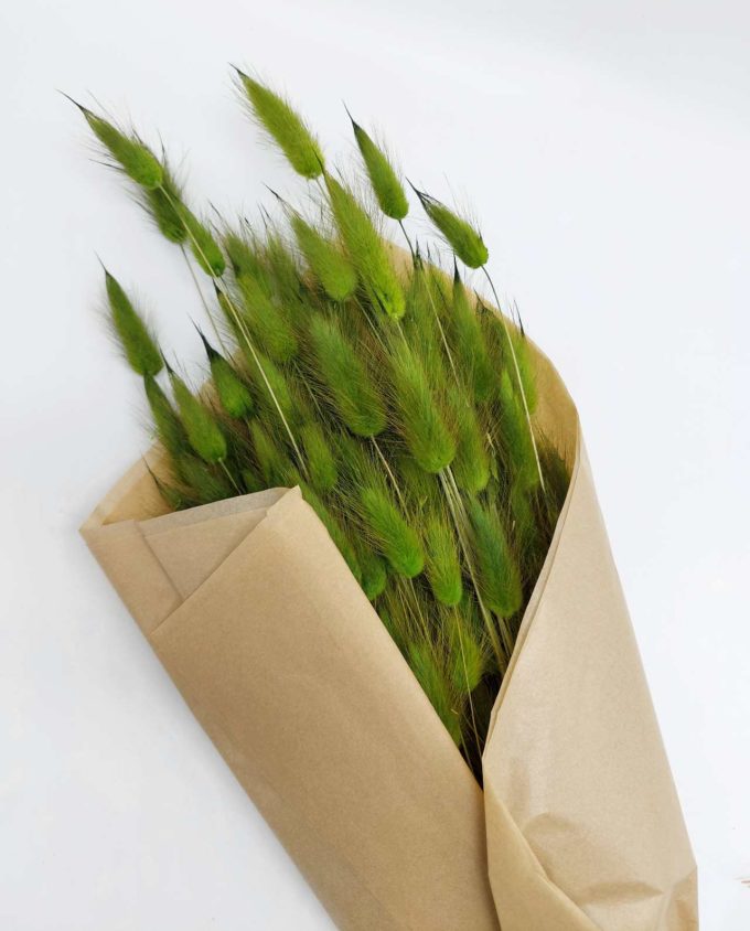 Dried Green Lagurus Bunch