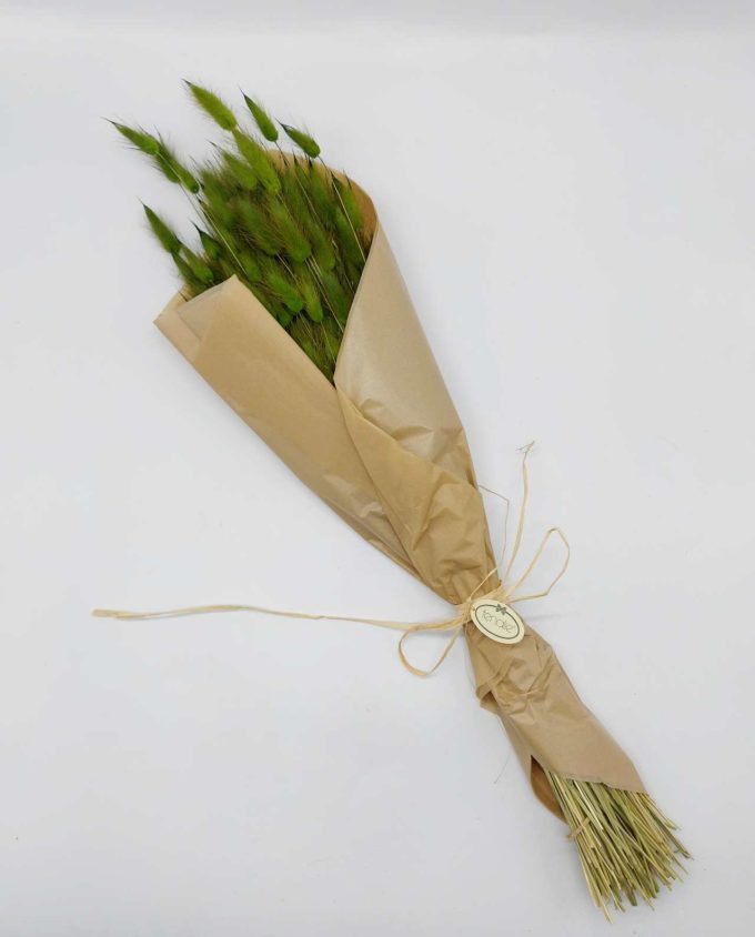 Dried Green Lagurus Bunch