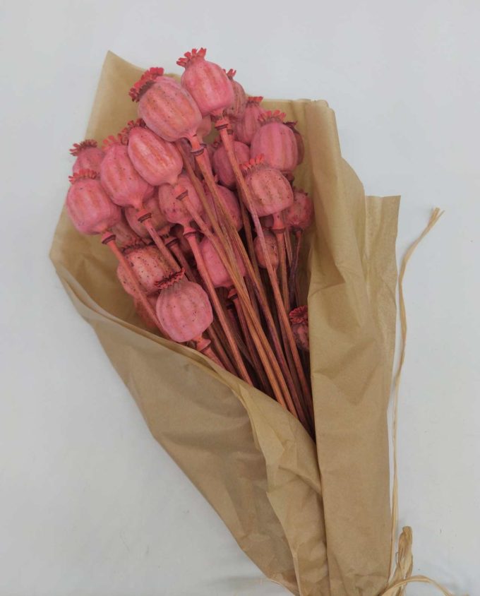 Dried Magenta Pink Papaver Bunch