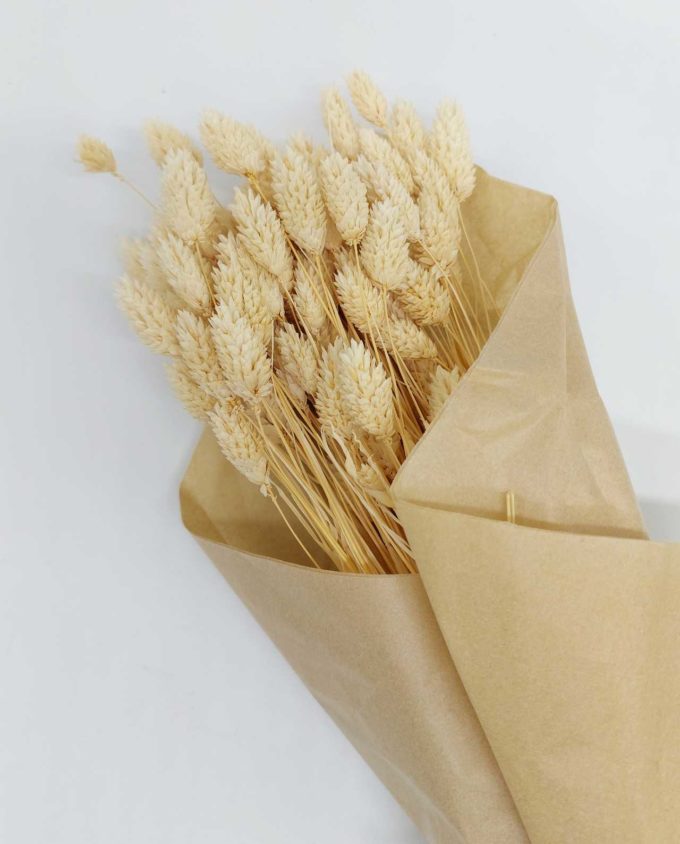 Dried "Bleach" Oats Bunch