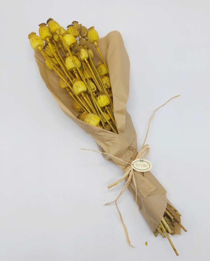 Dried Yellow Papaver Bunch