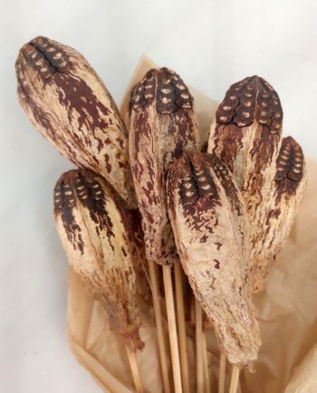 Dried Natural Mahogany Bunch