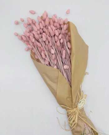 Dried Pink Phalaris Bunch