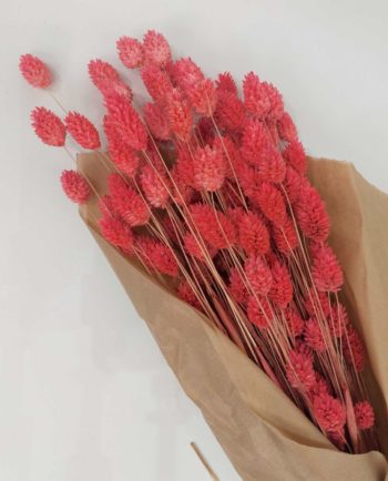 Dried Magenta Pink Phalaris Bunch