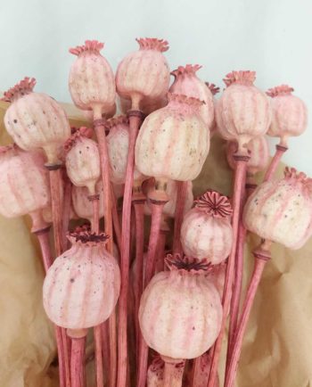 Dried Magenta Pink Papaver Bunch