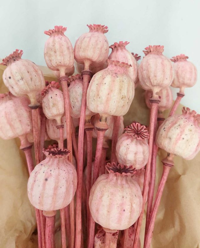 Dried Magenta Pink Papaver Bunch