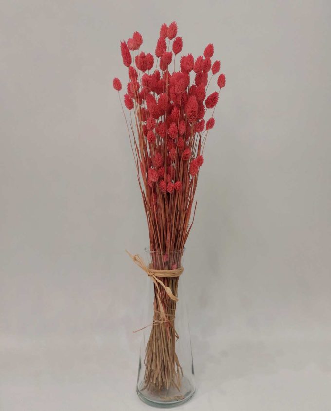 Dried Magenta Pink Phalaris Bunch