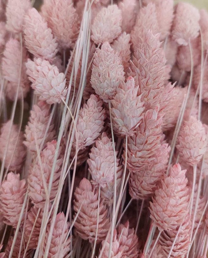Dried Pink Phalaris Bunch