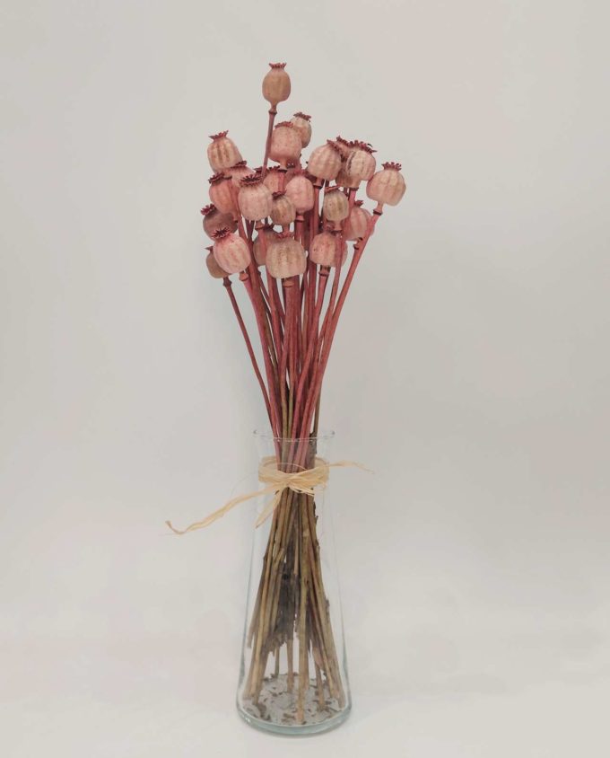 Dried Magenta Pink Papaver Bunch