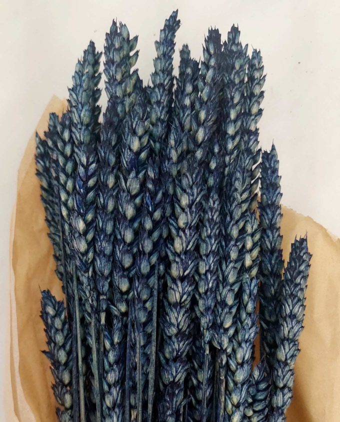 Dried Blue Wheat Bunch