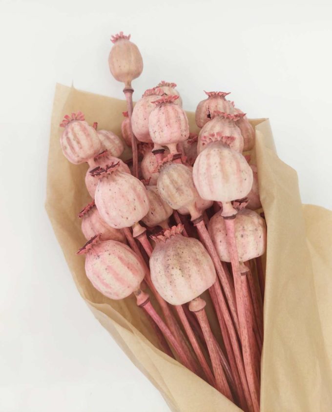 Dried Magenta Pink Papaver Bunch
