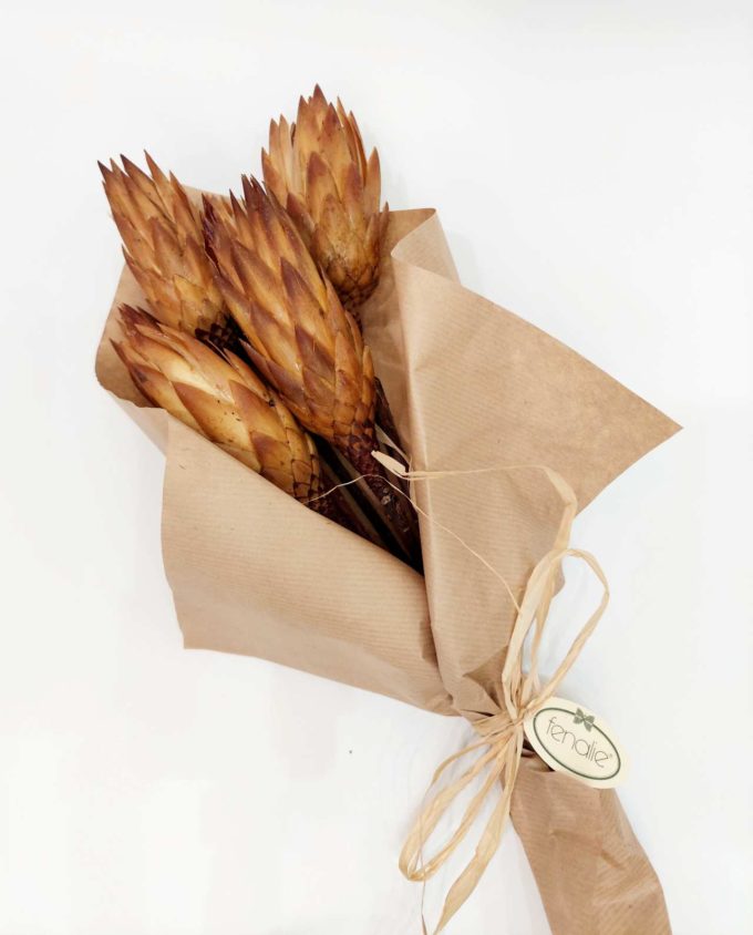 Dried Protea Bunch