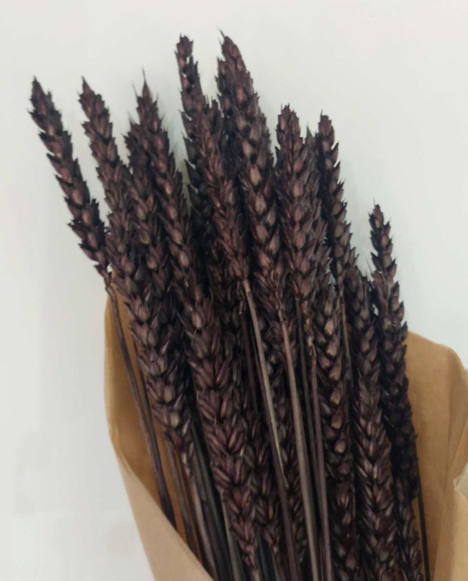 Dried Brown Wheat Bunch