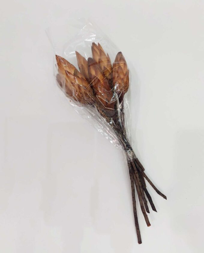 Dried Protea Bunch