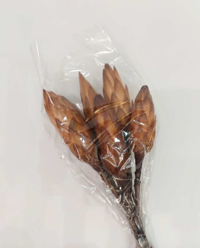 Dried Protea Bunch